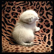 ขายแมวสก็อตติช scottish fold หูตก เพศผู้