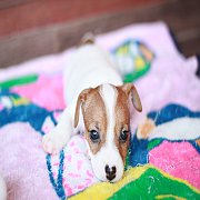 ขายลูกสุนัขแจ็ครัสเซลเทอเรียแท้