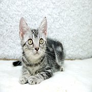 ขายลูกแมวอเมริกันช๊อคแฮร์ สีซิลเวอร์แท็บบี้ เพศเมีย 2 เดือนกว่า 