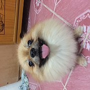 ปอมหน้าหมี เพศผู้