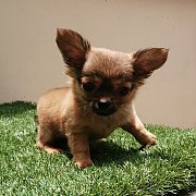 ตัวสุดท้ายพร้อมส่งชิวาว่า​แท้​ ไซค์​เล็ก​ วัคชีนให้1เข็มส่งทั่วไทยส่งฟรี​กทม, ปร...