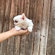 (ขายแล้ว)ชิวาวา สาวน้อย ขนยาว สุขภาพแข็งแรง อายุ 2 เดือน สวยใส น่ารัก รับประกันส...