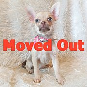 LITTLE DOG'S FARM : จองแล้วค่ะ ชิวาวาขนสั้น สีน้ำตาล ตาสีฟ้า น่ารักๆจ้า