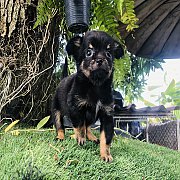 ชิวาวาเพศผู้ จัดส่ง