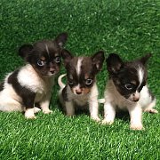 ชิวาวา ขาวช๊อคโกแลต ไซส์เล็ก ขนยาว พร้อมย้ายบ้านค่ะ