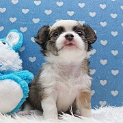 ชิวาวา ขนยาว เพศผู้สีขาวแฟนซี น่ารัก หัวสวยมาก(น้องเป็นสุนัขบ้าน+รับประกันโรค)