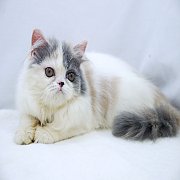 ขายแมวเปอร์เซีย สีสามสีไดรูท เพศเมีย 4 เดือน 5500.-