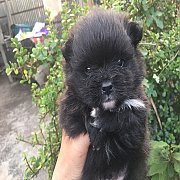 ปอม ผุ้ 2 ตัวสีดำและแฟนซี