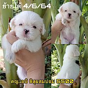 ชิสุผสมปอม เมีย 