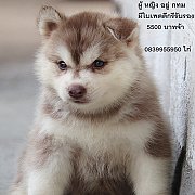 ขาย ไซบีเรียน ฮัสกี้,  กทม  มารับเองลดได้ครับ มีใบเพตดีกีรับลอง