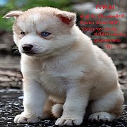 ขาย ไซบีเรียน ฮัสกี้,  กทม  มารับเองลดได้ครับ มีใบเพตดีกีรับลอง