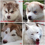 ขาย ไซบีเรียน ฮัสกี้,  กทม  มารับเองลดได้ครับ มีใบเพตดีกีรับลอง  ขาย หมาไซบีเรีย