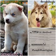 ขาย ไซบีเรียน ฮัสกี้,  กทม  มารับเองลดได้ครับ มีใบเพตดีกีรับลอง