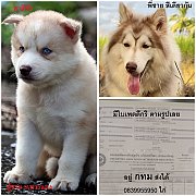 ขาย ไซบีเรียน ฮัสกี้,  กทม  มารับเองลดได้ครับ มีใบเพตดีกีรับลอง