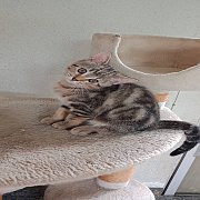 @@@ดช อเมริกันช็อตแฮร์ พร้อมย้ายบ้าน@@@