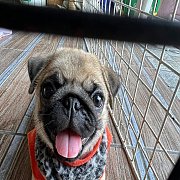 เพศเมีย