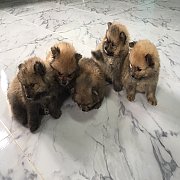 ปอมเมอเรเนียน 4800