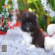 ปอมแท้ ราคาถูก วัคซีนแล้ว สอบถามแอดไลน์ : @701vlice หรือโทร 0652536493