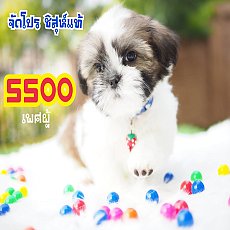 📢 ชิสุห์แท้ บ้านกิ๊ฟซ่า กรุงเทพ ส่งทั่วไทย ส่วนลดจุกๆ