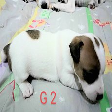 ขายลูกสุนัขแจ็ครัสเซล เพศเมีย😍 ขนสั้น แท้ๆ ไม่ตัดหาง จับจองกันไว้ก่อนได้...