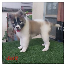 สายเลือดแขมป์เพศเมีย2ตัวสุดท้าย​ สวย​ โครงสร้าง​ใหญ่​