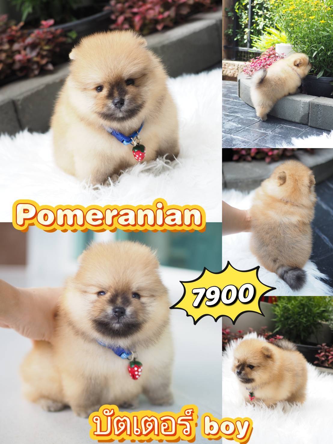 Pom