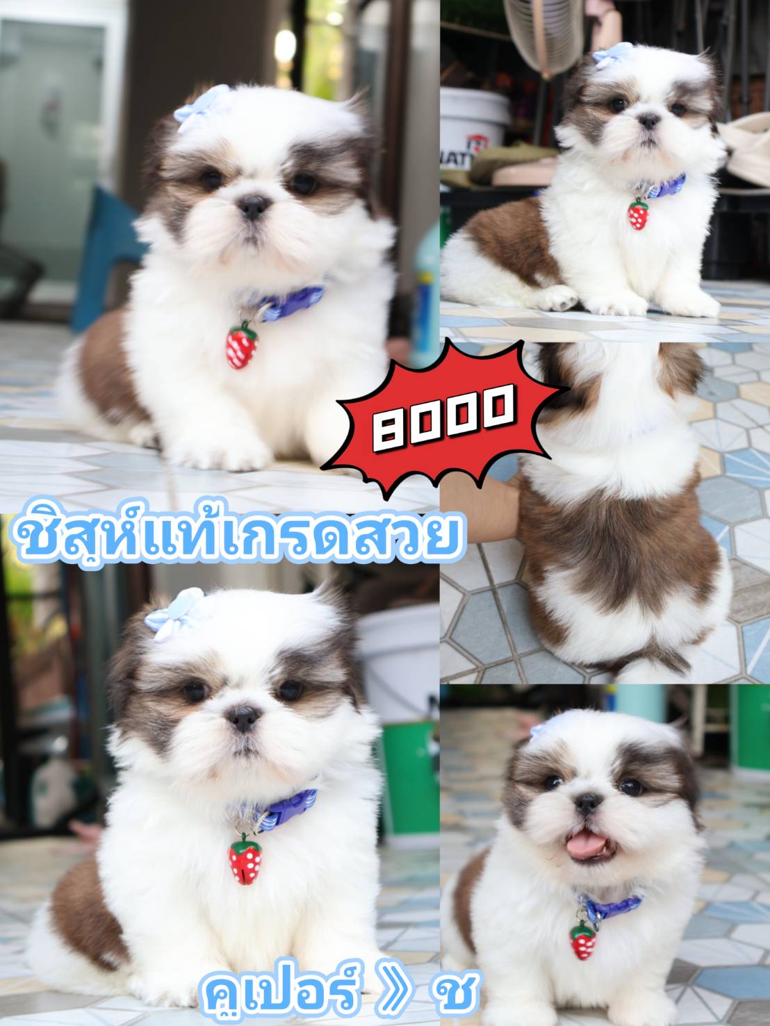 SHIHTZU