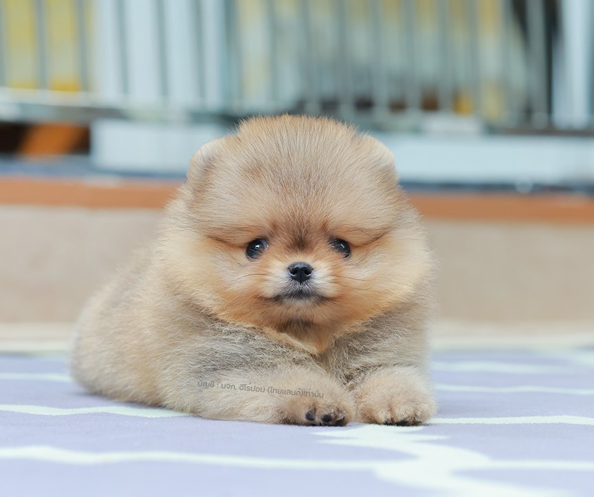 ปอมแท้ ปอมเมอเรเนียน HRF-50572 เพศหญิง สีส้ม อายุ 2 เดือน หน้าตาน่ารัก ขาสั้น ขน...