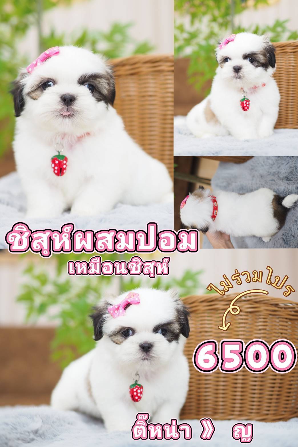 ชิสุ 6500