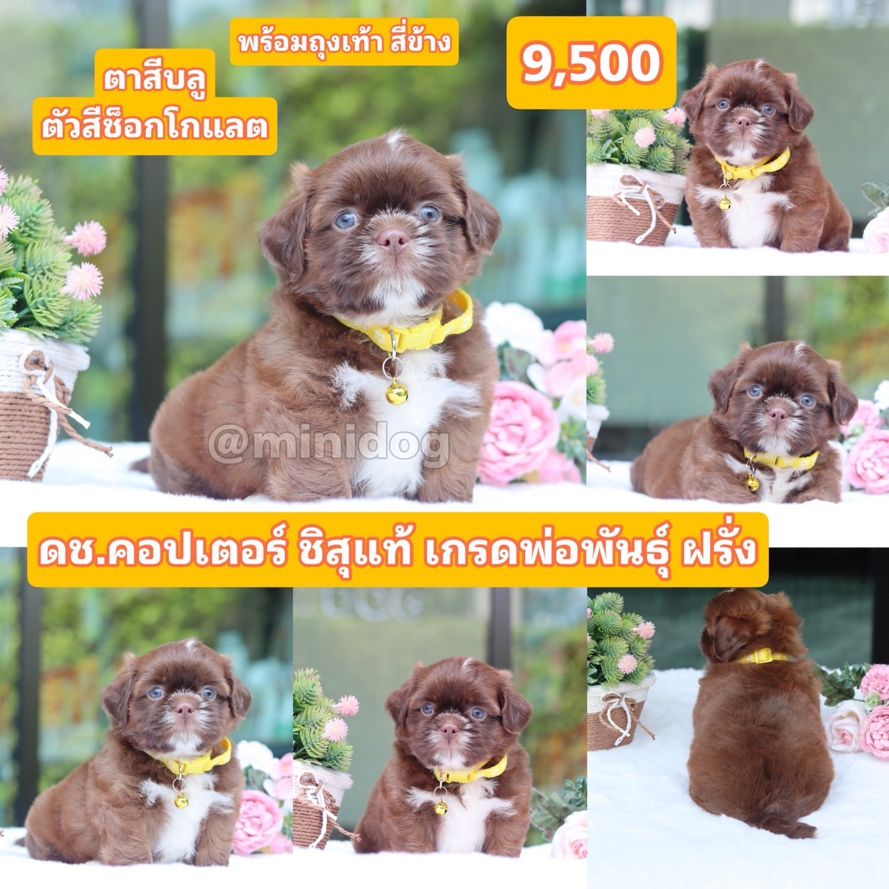 ชิสุแท้เกรดสวย