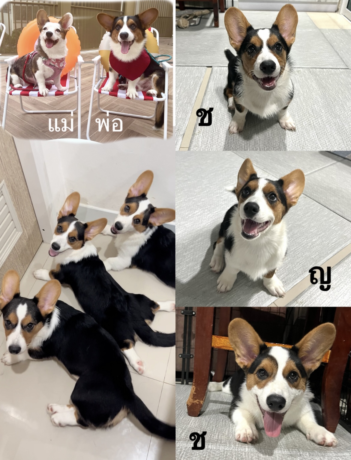 คอร์กี้หาผู้ปกครอง