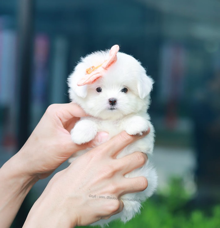 มอลทีส MTF-10947 เพศหญิง สีขาว ตัวเล็กตัวน้อยมาก ๆ ขาสั้น ขนแน่นฟู หน้าตาทะเล้น...