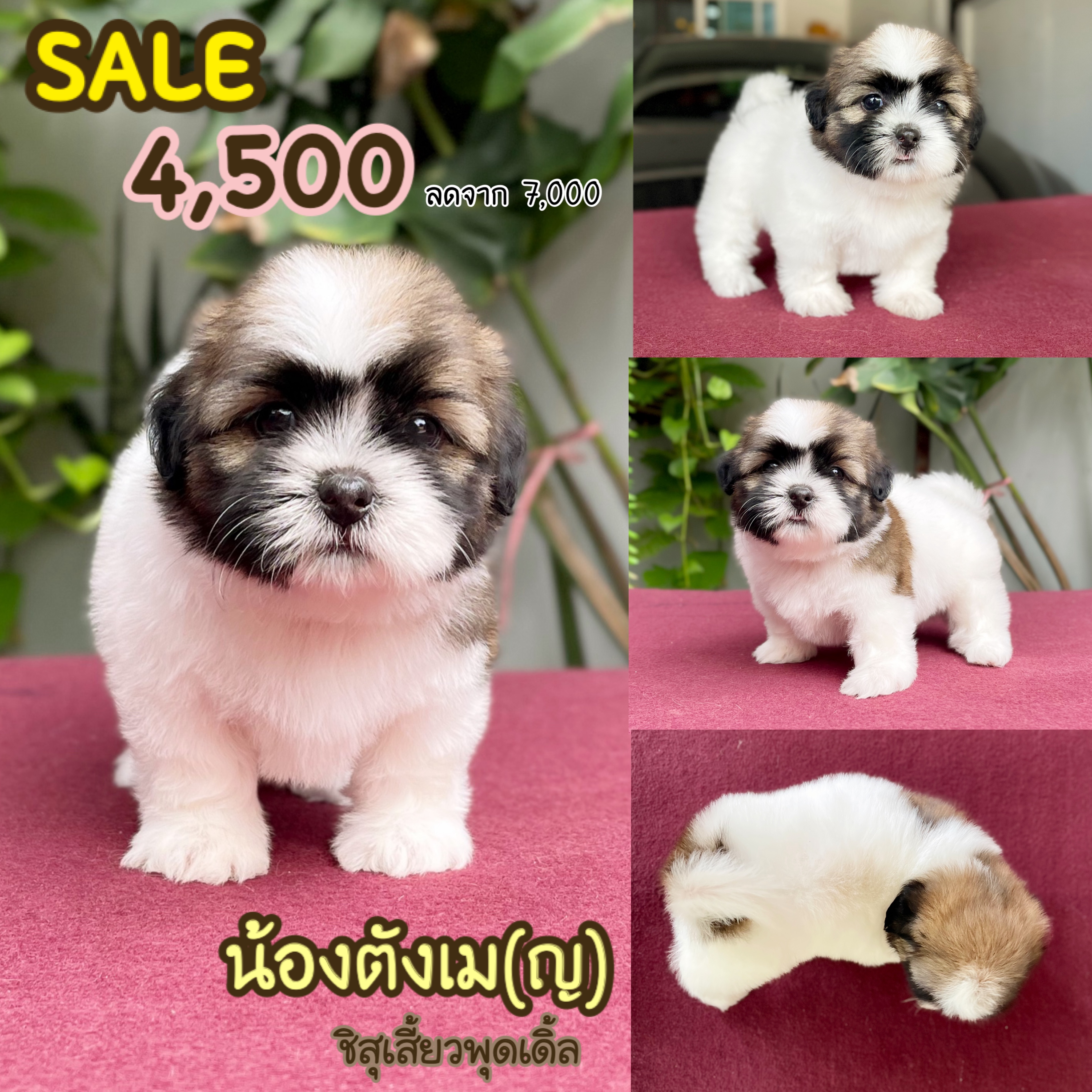 ชิสุเสี้ยวพุดเดิ้ล เพศเมีย พร้อมย้ายบ้าน