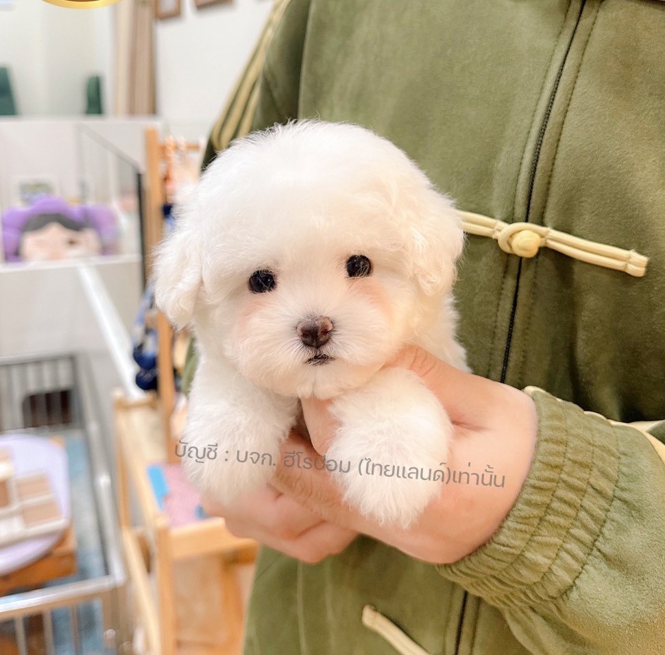 มินิบิชอง ฟริเซ่ รหัสสุนัข BCF-10404 สายพันธุ์มินิบิชอง เพศหญิง สีขาว น้องร่าเริ...