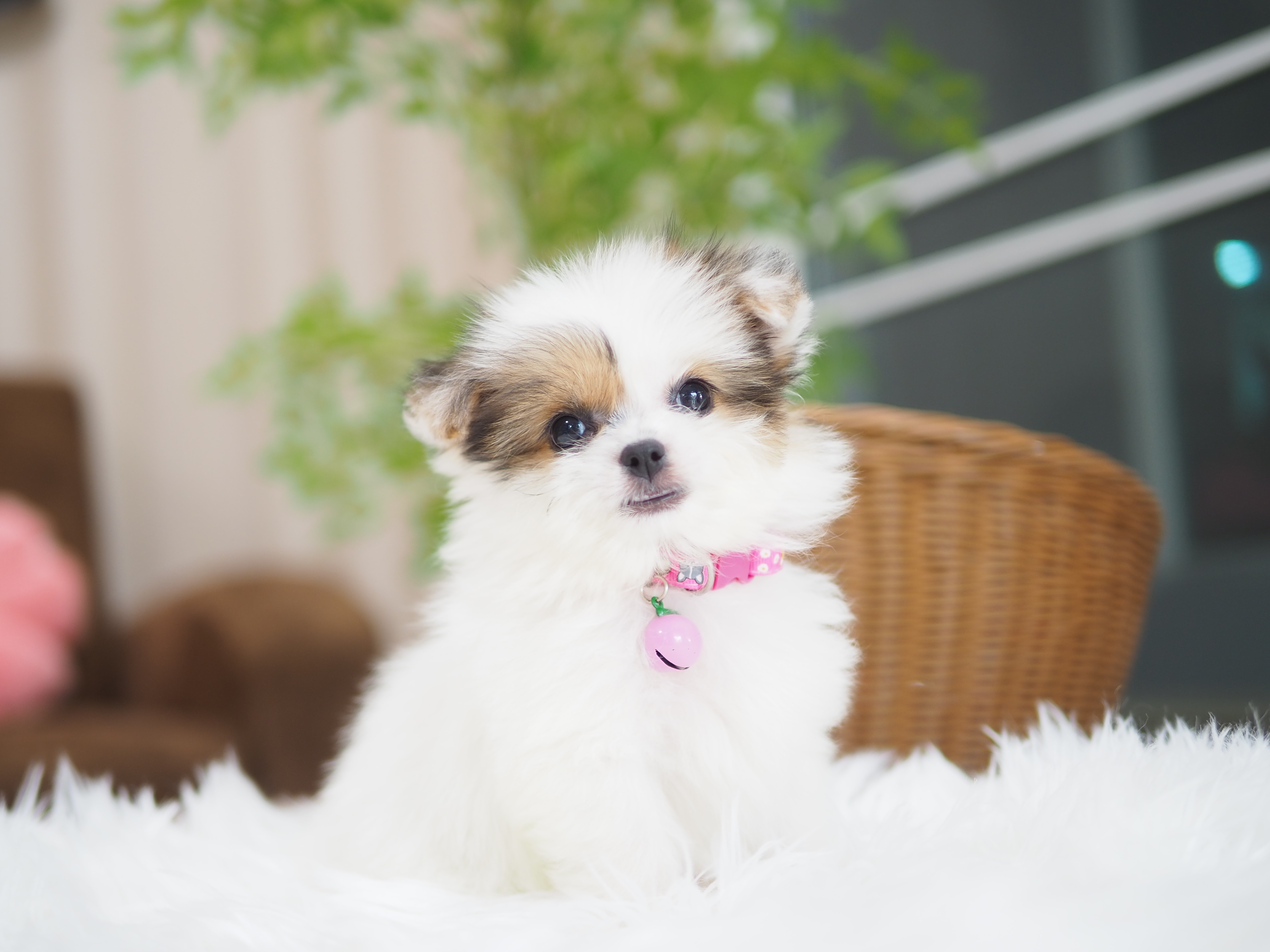 POMSHIHTZU  กิ๊ฟซ่า