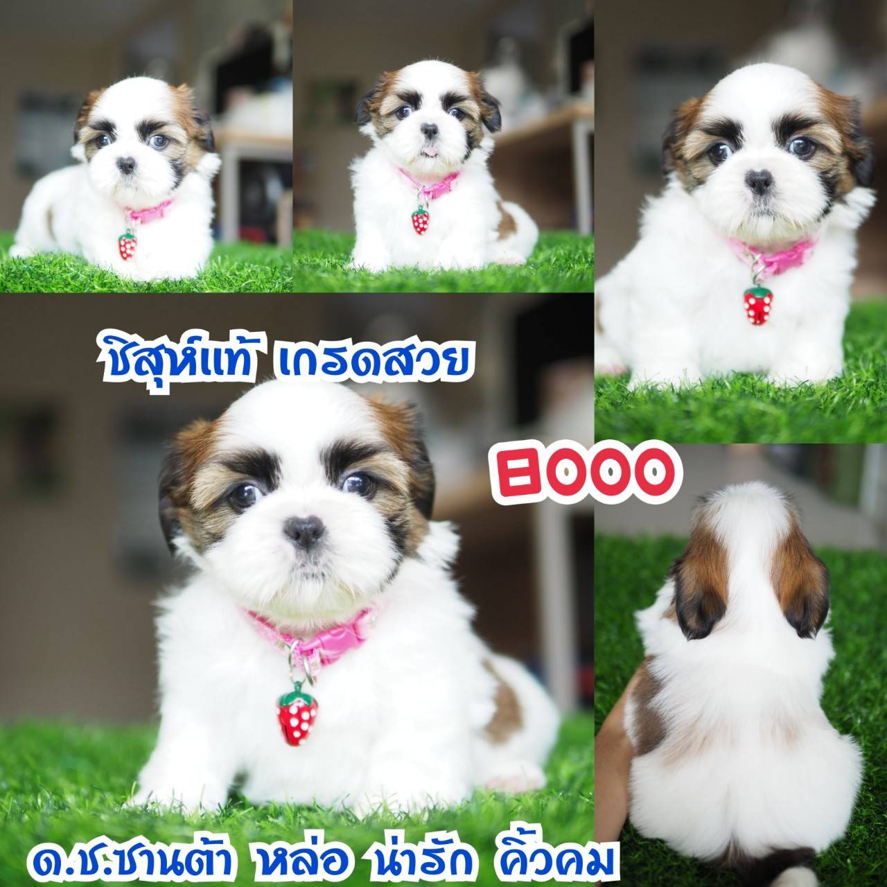 อาณาจักรกิ๊ฟซ่า แหล่งรวบรวม ชิสุห์ สุดน่ารัก
