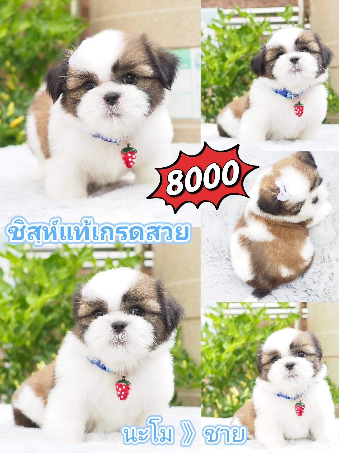 Shihtzu