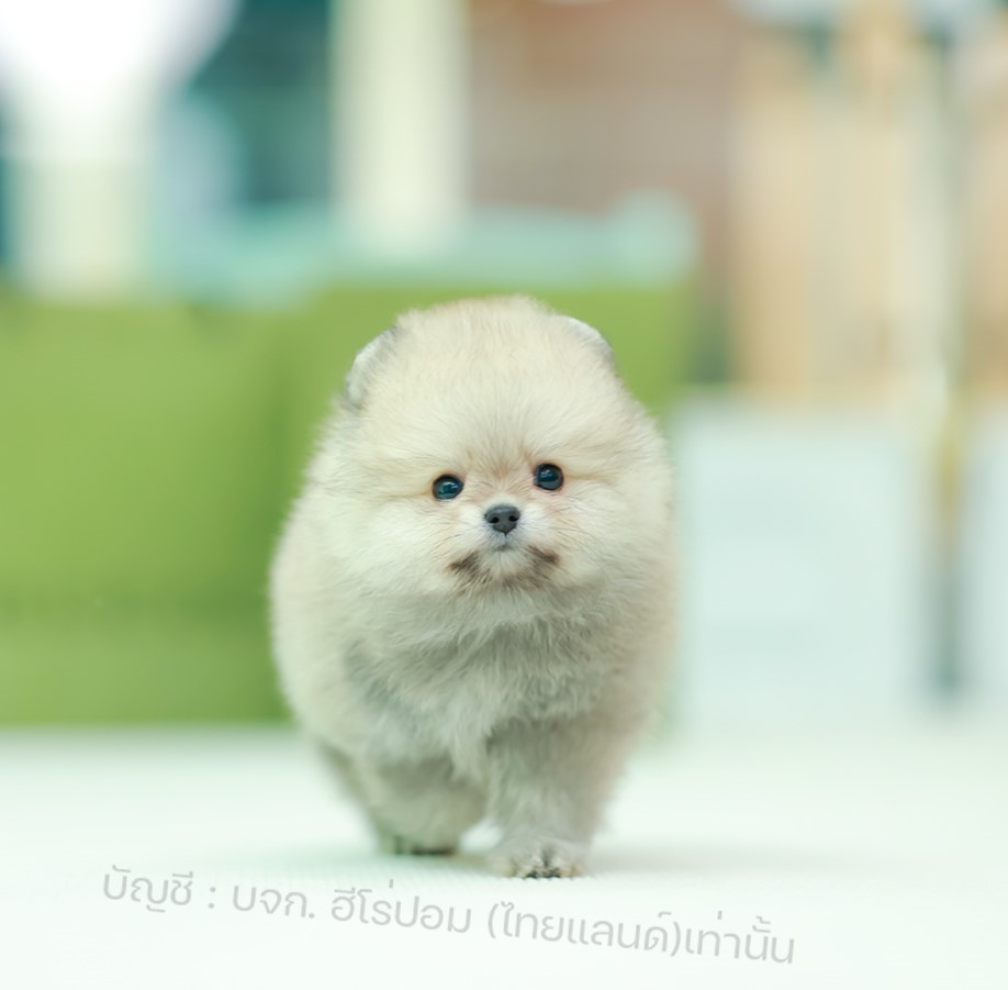 ปอมแท้ ปอมหน้าสั้น รหัสสุนัข HRM-10414 สีส้ม เพศชาย อายุ 2 เดือน น่ารักมากๆ ทรงส...