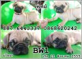 น้องปั๊กเพศชาย1ตัว5700 พิเศษส่งฟรีค่ะ เกิด 21 สิงหาคม 2555 (ต่อรองได้ค่ะ)