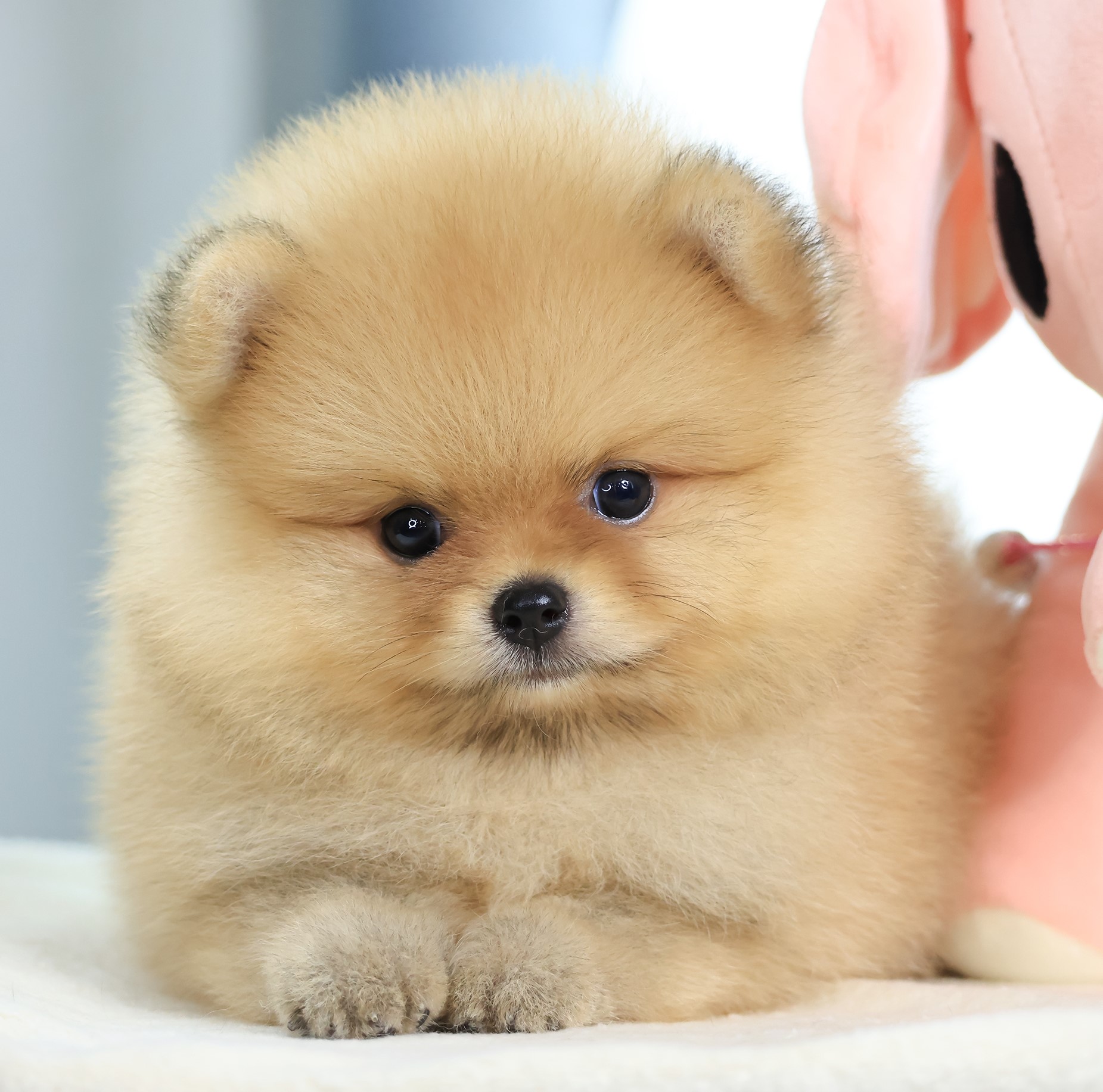 ปอมแท้ ปอมเมอเรเนียน HRM-68120 เพศชาย สีส้ม อายุ 2 เดือน หน้าตาน่ารัก ขาสั้น ขนแ...