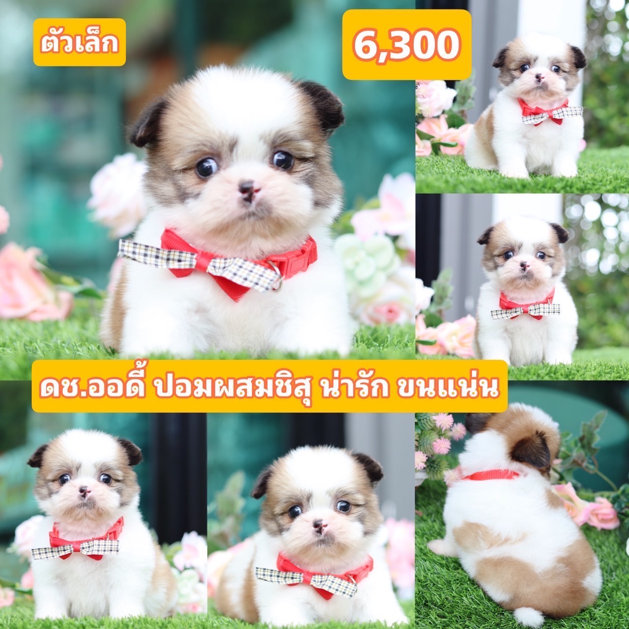 ชิสุผสมปอมเกรดสวย
