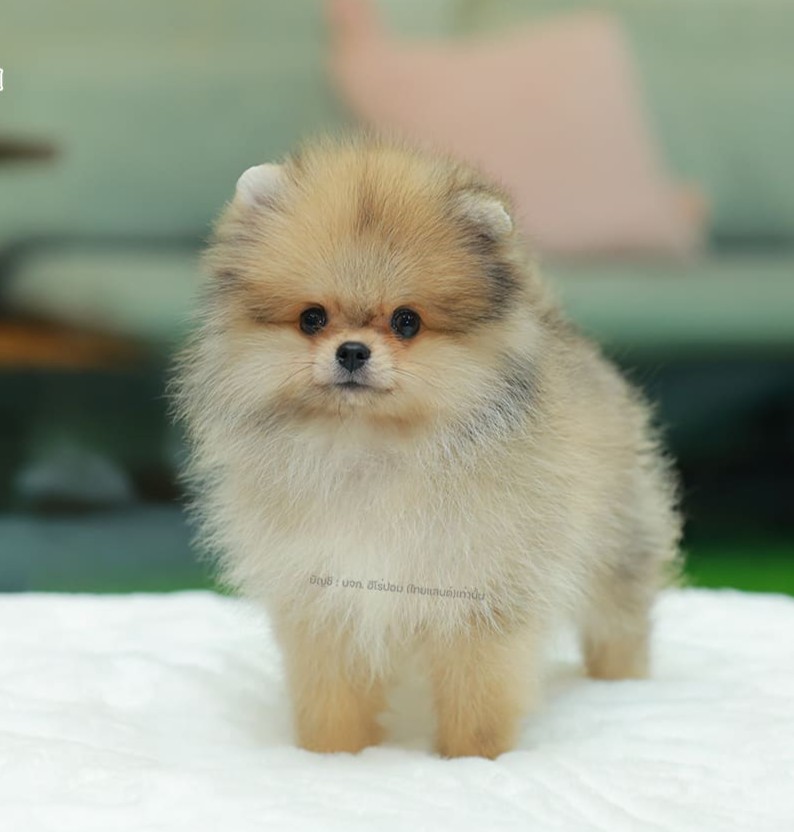 ปอมแท้ ปอมหน้าหมี HRF-10465 เพศหญิง สีส้มเวเบอ ตัวจิ๋วตัวเล็ก แก้มอ้วน น่าฟัดมาก...