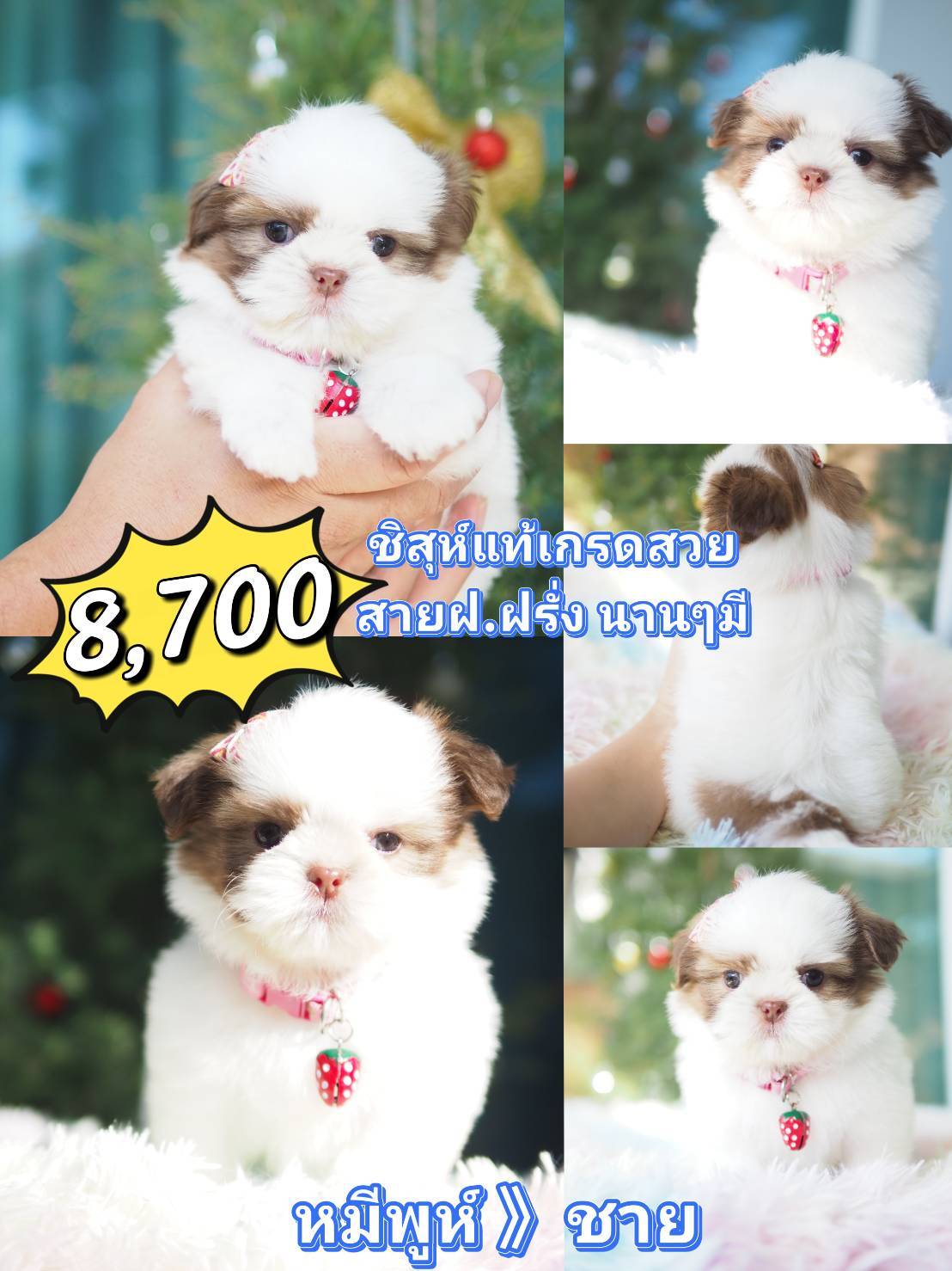 ชิสุ สาย ฝ.