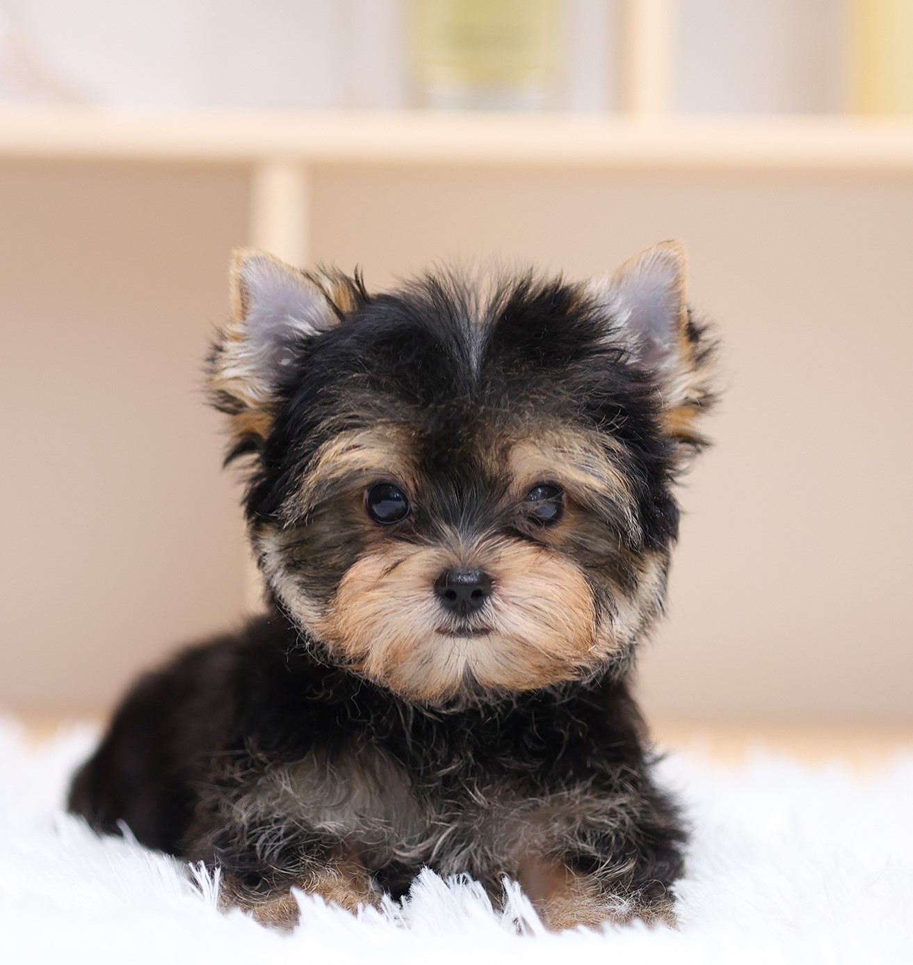 ยอร์คเชียร์ เทอร์เรีย HYM-68114 เพศชาย สีแบล็คแทน อายุ 2 เดือน หน้าตาน่ารัก ขาสั...