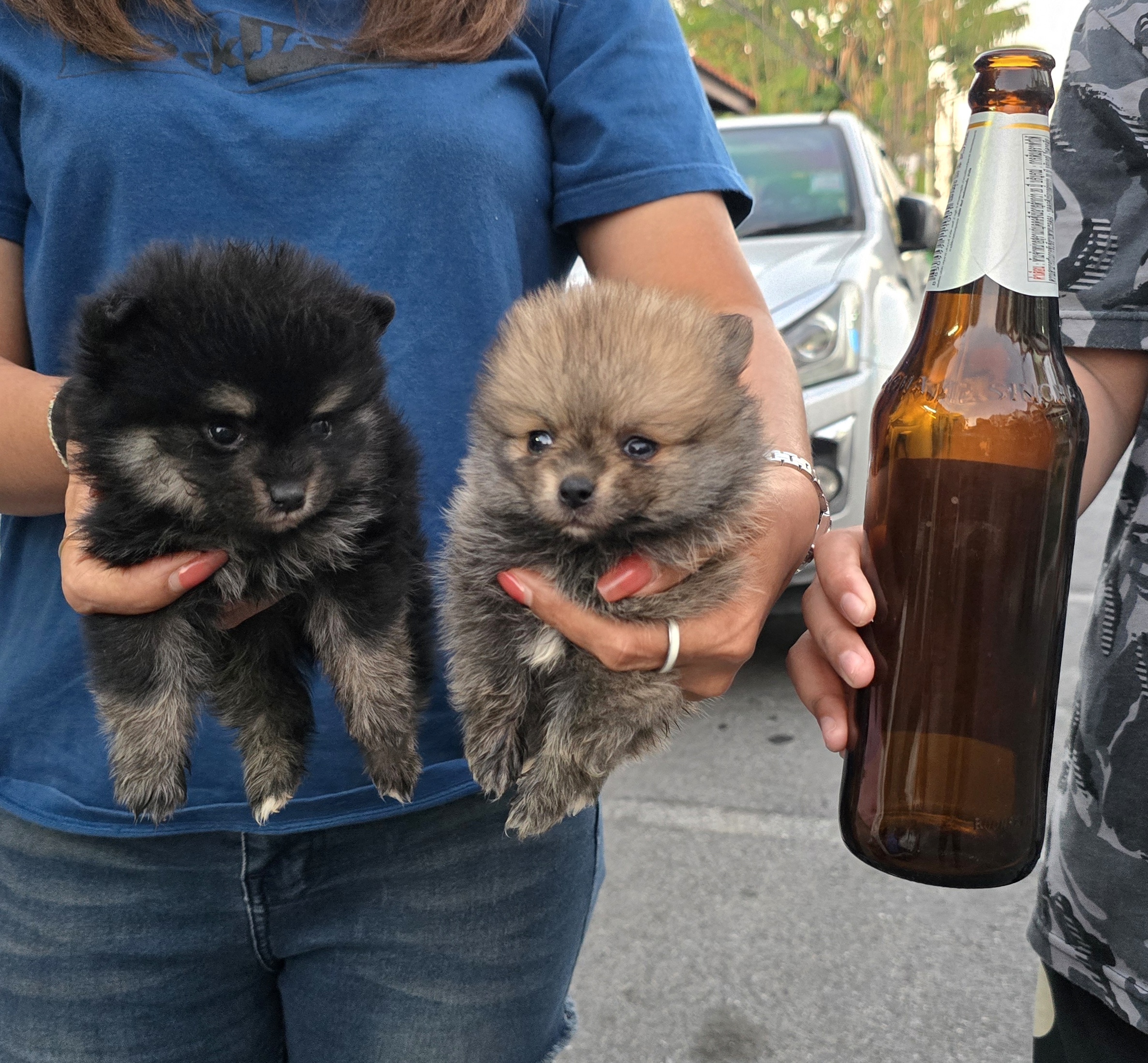 ลูกปอมหน้าหมีไซส์ทีคัพ น่ารัก แข็งแรง ร่าเริง จาก kankarnclub มีจัดส่งทั่วประเทศ...