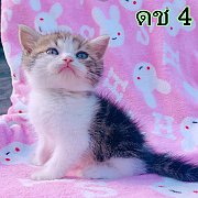 แมว หลุดจอง เหลือตัวสุดท้าย สก็อตทิชโฟลด์แท้ แถมกรง