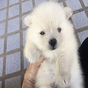 ปอมขาว น่ารัก น่ารัก 40วัน
