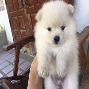 ปอม เมี่ย 1