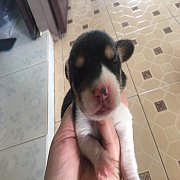 บีเกิ้ลแท้ มาร์กิ้งสวย ๆ 