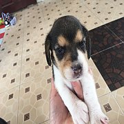 บีเกิ้ลแท้ ตัวเมีย 4 ผุ้ 1